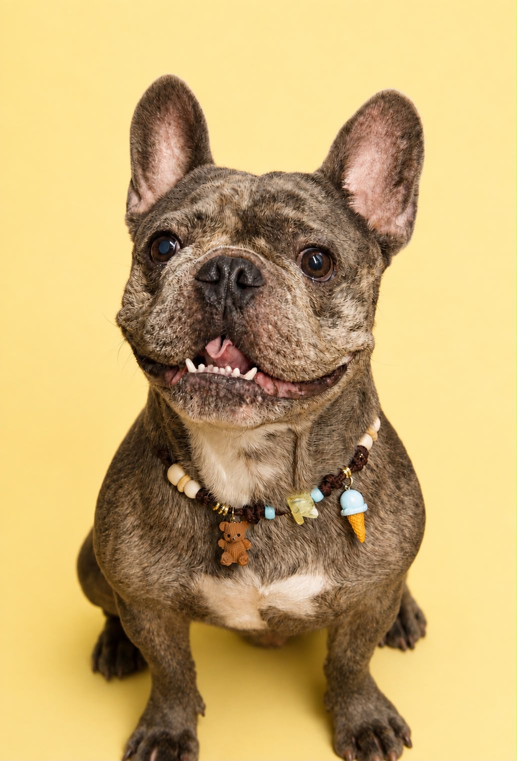 Bulldog con collanina Essential Charms e ciondoli su fondo giallo.